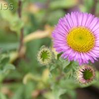 Fleabane